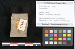Foto (Objekt + Etikett) von Plantae indet.  (NHMW-GEO-2024-0188-11451)